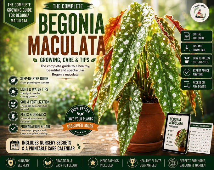 Begonia Maculata Care Guide PDF | Polka Dot Begonia Houseplant Guide | Growing, Watering & Propagation + Printable Care Calendar