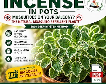 Incense Plant Guide PDF | Grow Mosquito Repellent Plant in Pots | Easy Balcony Gardening Method | Fragrant Plant Care Guide