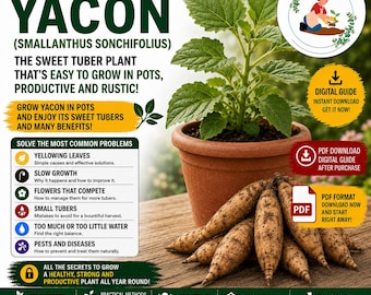 Yacon in Pots Guide PDF – Grow Yacon on a Balcony with Sweet Productive Roots
