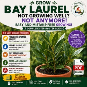 Può includere: Immagine promozionale per una guida alla coltivazione dell'alloro. L'immagine presenta una pianta di alloro in vaso con foglie verdi. Il testo include "Grow Bay Laurel", "Not Growing Well? Not Anymore!" e "Complete Step-by-Step Guide".