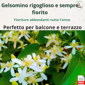 Jazmín en maceta: Guía completa para un balcón perfumado | Fácil cultivo, poda y floración | Una planta fragante que florece continuamente (italiano/inglés)