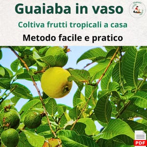 Guava Growing Guide in Pots | Tropical Fruit at Home | Easy Container Gardening Method