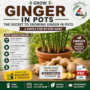 Guía para el cultivo de jengibre en macetas: Cómo cultivarlo fácilmente en el balcón | Guía en PDF sobre jengibre en macetas | Plantas aromáticas para el hogar | Huerto en macetas (italiano/inglés)