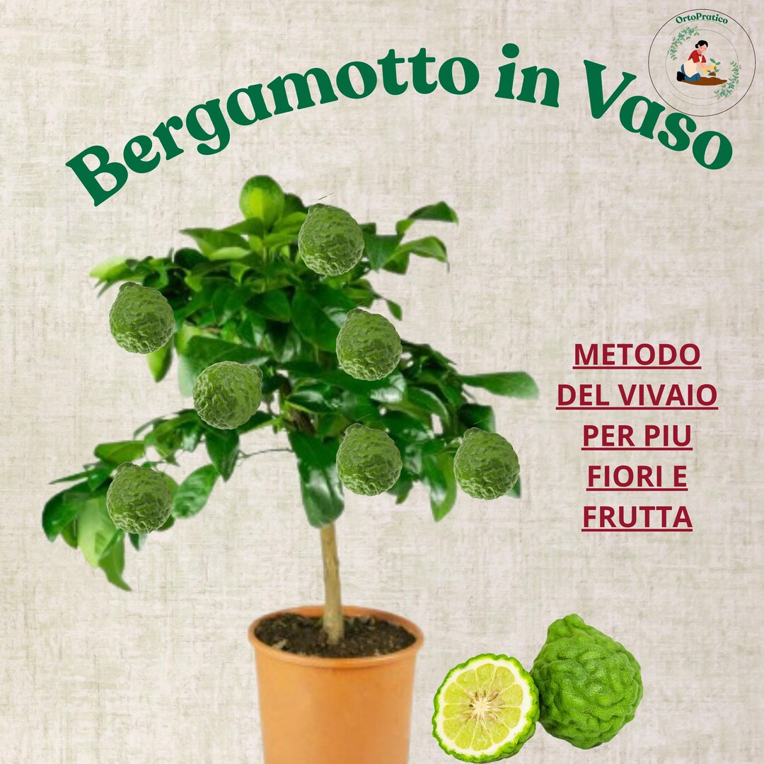 Bergamot Tree in Pot Guide – Grow Citrus in Containers | Professional ...