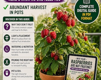Grow Raspberry in Pots – Complete Premium Guide | Container Raspberry Plant Care | Balcony Berry Gardening | Grow More Raspberries