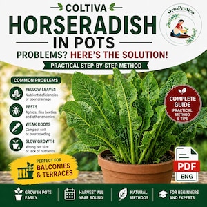 Puede incluir: Guía de jardinería para cultivar rábano picante en macetas. La imagen presenta una planta de rábano picante sana en una maceta de terracota, con texto que destaca problemas y soluciones comunes. Perfecto para balcones y terrazas.