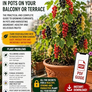 Puede incluir: Imagen promocional de una guía digital sobre el cultivo de grosellas. La imagen presenta una planta de grosellas con bayas rojas, negras y amarillas en una maceta de terracota. El texto incluye "La Guía Completa Grosellas".