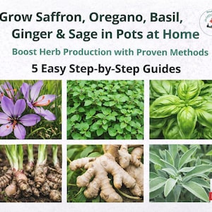 May include: Image promoting herb gardening. Text reads: "Grow Saffron, Oregano, Basil, Ginger & Sage in Pots at Home." Includes photos of saffron flowers, oregano, basil, ginger, and sage. The text also mentions "5 Easy Step-by-Step Guides."