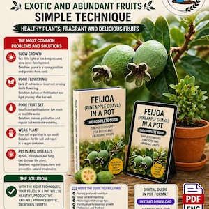 May include: Image of a guide on growing Feijoa (Pineapple Guava) in a pot. The image shows the fruit, a potted plant, and a book and tablet with the guide's title. The text highlights simple techniques for exotic and abundant fruits.