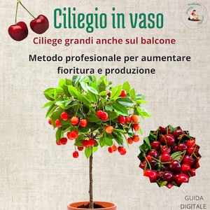 Culture des cerisiers | Guide PDF pour les légumes et les jardins | Plantation, entretien et récolte (italien/anglais)