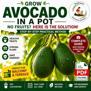 Op de afbeelding: Afbeelding ter promotie van avocadoteelt in een pot. De afbeelding toont twee rijpe avocado's die aan een tak hangen, met de tekst "Grow Avocado in a Pot". Extra tekst benadrukt een stapsgewijze methode, gezonde vruchten en een veilige oogst.