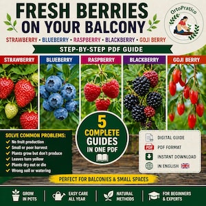 Può includere: Un'infografica colorata che promuove la coltivazione di bacche sui balconi. Presenta immagini di fragole, mirtilli, lamponi, more e bacche di goji. La guida offre istruzioni passo passo e soluzioni ai problemi comuni.