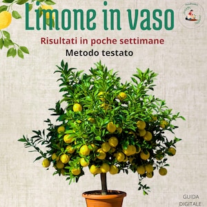 Il Tuo Limone Non Produce? Ecco il Metodo per Riempirlo di Frutti in Poco Tempo, METODO TESTATO negli vivai , pianta sana e piena di frutti