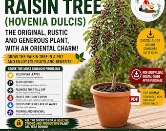 Raisin Tree in Pots Guide PDF – Grow Hovenia dulcis on a Balcony with Healthy Fruits