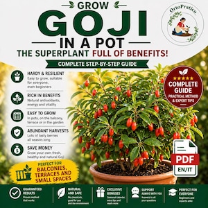 Puede incluir: Imagen promocional para cultivar bayas de Goji en maceta. La imagen presenta una planta de Goji con bayas rojas brillantes en una maceta de terracota. El texto incluye "Cultiva Goji en maceta" y "Guía completa paso a paso".