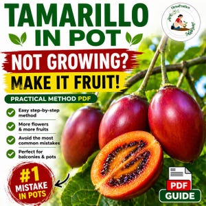 Tamarillo im Topf: Ein umfassender PDF-Leitfaden | Baumtomaten auf dem Balkon anbauen | Exotische Früchte einfach anbauen | Gärtnern im Topf (Italienisch/Englisch)