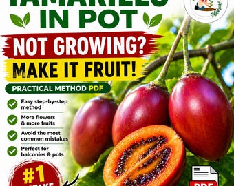 Tamarillo im Topf: Ein umfassender PDF-Leitfaden | Baumtomaten auf dem Balkon anbauen | Exotische Früchte einfach anbauen | Gärtnern im Topf (Italienisch/Englisch)