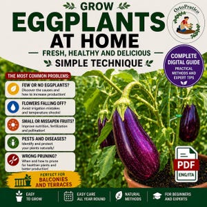 Può includere: Immagine che promuove la coltivazione di melanzane a casa, con una melanzana viola vibrante. Il testo evidenzia tecniche semplici e problemi comuni. La guida è perfetta per balconi e terrazzi.