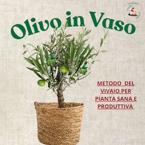 Olive Tree in Pot – Complete Growing Guide | Grow Olive Trees in Containers, More Fruits Faster, Proven Grower Method