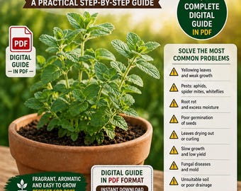 Licorice Plant Guide | Grow Licorice in Pots | Container Gardening Licorice Root | Herbal Plant Guide
