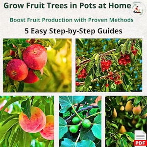 Könnte beinhalten: Bild zur Förderung des Anbaus von Obstbäumen in Töpfen. Der Text lautet „Obstbäume zu Hause in Töpfen anbauen“ und „Steigern Sie die Fruchterzeugung mit bewährten Methoden“. Enthält Bilder von Äpfeln, Kirschen, Pfirsichen, Feigen und Birnen. Der Leitfaden bietet „5 einfache Schritt-für-Schritt-Anleitungen“.