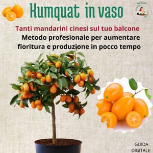 Kumquat Tree in Pots Loaded With Fruit – Grow a Healthy, Productive Plant Year Round