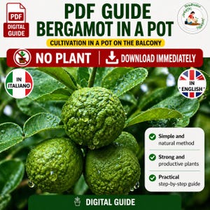 Bergamot Tree in Pot PDF Guide | Balcony Citrus Growing, How to Make It Fruit, Container Care & Pruning Tips