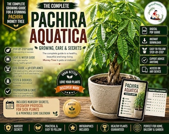 Money Tree Care Guide | Pachira Aquatica Growing Guide | Indoor Plant Care, Repotting, Watering, Root Rot & Plant Rescue PDF