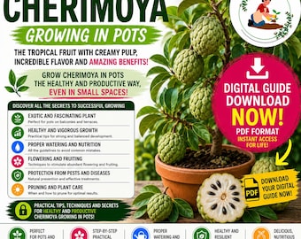 Cherimoya in Pots (Annona cherimola) | Complete Growing Guide | Tropical Fruit Plant PDF