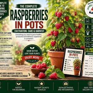 May include: A digital guide titled The Complete Raspberries in Pots featuring a potted raspberry plant with red berries, a small bowl of harvested raspberries, a tablet displaying the guide, and a printable growing calendar on a wooden surface.