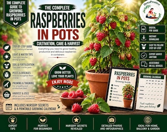 Grow Raspberry in Pots – Complete Premium Guide | Container Raspberry Plant Care | Balcony Berry Gardening | Grow More Raspberries