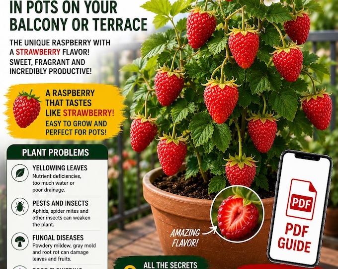 Strawberry Raspberry in Pots Guide PDF – Grow Rubus illecebrosus on a Balcony