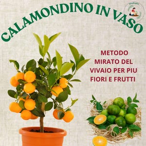 Calamondin im Topf – Der komplette Premium-Ratgeber | Zitrusfrüchte auf dem Balkon anbauen: Mehr Blüten und mehr Früchte mit einer professionellen Methode (ITA/ENG)