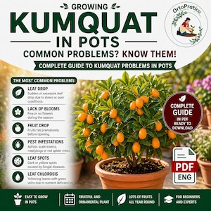 Könnte beinhalten: Werbebild für einen Ratgeber zum Anbau von Kumquats in Töpfen. Das Bild zeigt eine Kumquat-Pflanze mit leuchtend orangefarbenen Früchten in einem Terrakotta-Topf. Der Text enthält "Growing Kumquat in Pots" und "Complete Guide to Kumquat Problems in Pots."