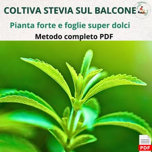 Stevia Plant in Pots – Balcony Growing Guide PDF | Stevia Rebaudiana Care | Sweet Leaves Naturally | Easy Method for Beginners
