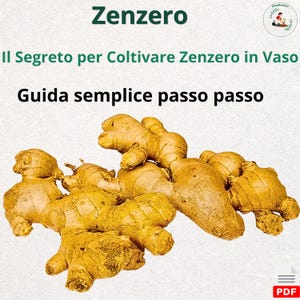 Guía para el cultivo de jengibre en macetas: Cómo cultivarlo fácilmente en el balcón | Guía en PDF sobre jengibre en macetas | Plantas aromáticas para el hogar | Huerto en macetas (italiano/inglés)
