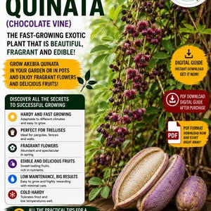 Puede incluir: Imagen de Akebia Quinata, o Vid de Chocolate, con frutos morados y flores. El texto destaca su rápido crecimiento, flores fragantes y frutos comestibles. También se incluye una guía digital.