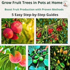 Fruitbomen kweken in potten | Bundel met kersen-, perzik-, appel-, peer- en vijgenbomen | Balkon - Gids voor beginners in binnentuinen