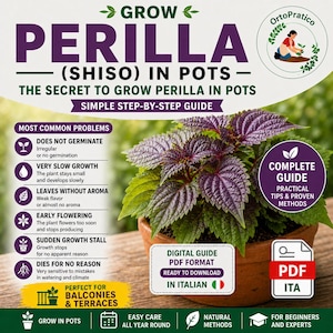 Shiso (Perilla) in pot – Complete PDF-handleiding | Gemakkelijk kweken op het balkon | Veelvoorkomende problemen en professionele oplossingen
