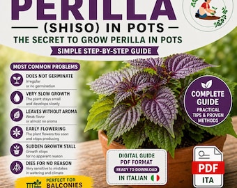 Shiso (Perilla) in Pots – Complete PDF Guide | Grow on Balcony | Common Problems & Proven Growing Method