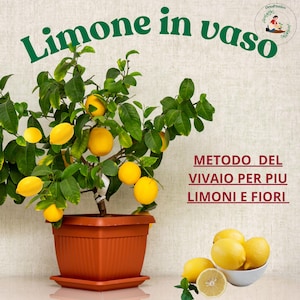 Citrus Tree in Pot Guide – Lemon Tree Pot Growing, Fruit Faster Method, Indoor Citrus Care PDF