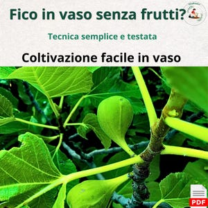Feigen im Topf: Der umfassende Premium-Ratgeber – Professionelle Methode für mehr Früchte und Blüten | Feigenanbau auf Balkon oder Terrasse (ITA/ENG)