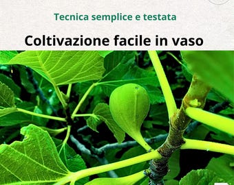 Higueras en maceta: La guía premium completa – Método profesional para obtener más frutos y más flores | Cultivo de higueras en su balcón o terraza (ITA/ENG)