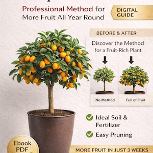 Een complete gids voor het kweken van kumquats in potten – Chinese Mandarin – Verzorging, snoeien, bemesting en natuurlijke afweer ITA/ENG