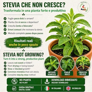 May include: An image promoting stevia plant care. The image features a healthy stevia plant in a terracotta pot, with text in Italian and English. The text addresses common issues and solutions for growing stevia, including a digital guide.
