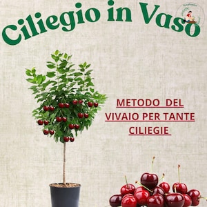 Grow Cherry Tree in Pots – Complete Cherry Tree Care Guide | Balcony Cherry Growing, Container Fruit Tree Guide, Sweet Cherry Harvest Tips