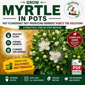 Può includere: Immagine di una pianta di mirto in vaso con fiori bianchi e foglie verdi. Il testo sull'immagine recita "Grow Myrtle in Pots" e "Perfect for Balconies and Terraces". L'immagine include anche icone per pianta sana, crescita forte e fiori e bacche.