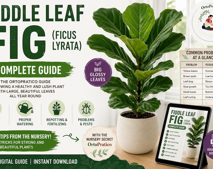 Fiddle Leaf Fig Care Guide PDF | Ficus Lyrata Plant Care | Houseplant Guide | Watering, Repotting, Yellow Leaves | Digital Download