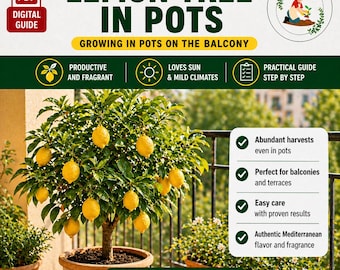 Limone in vaso sul balcone: guida completa passo passo per raccolti abbondanti anche in poco spazio ita/eng