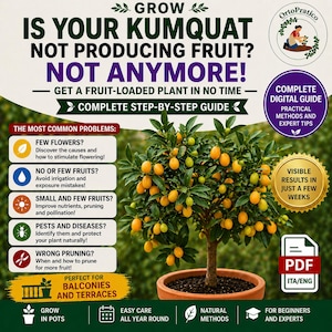 Kumquat Plant in Pot – Complete Growing Guide PDF – Balcony Citrus Tree Care – How to Grow Kumquat – Indoor Outdoor Fruit Plant